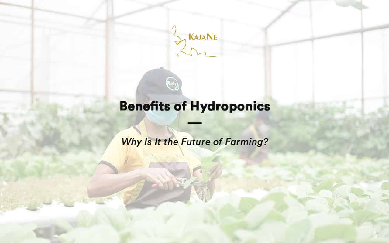 Benefits of Hydroponics - Why Is It the Future of Farming?